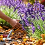 Um im Frühjahr eine atemberaubende Blüte zu genießen, vergessen Sie nicht, diese entscheidende Maßnahme an Ihren Lavendelsträuchern vor Mitte November vorzunehmen